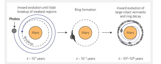 How Phobos might break-up and form a ring around Mars in about 25-30 million years from now